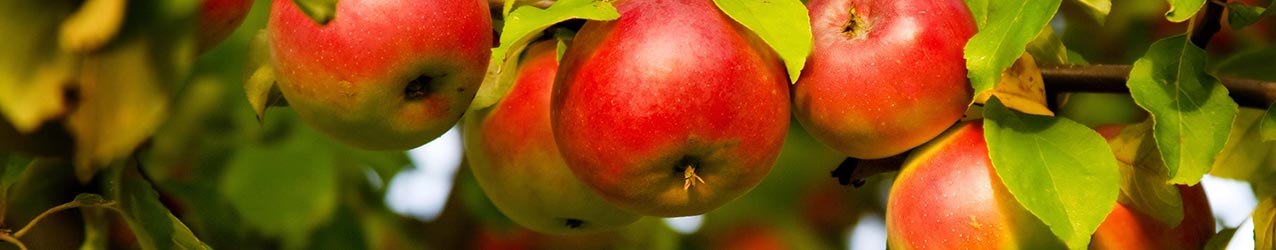 Schn�pse und Br�nde aus Apfel
