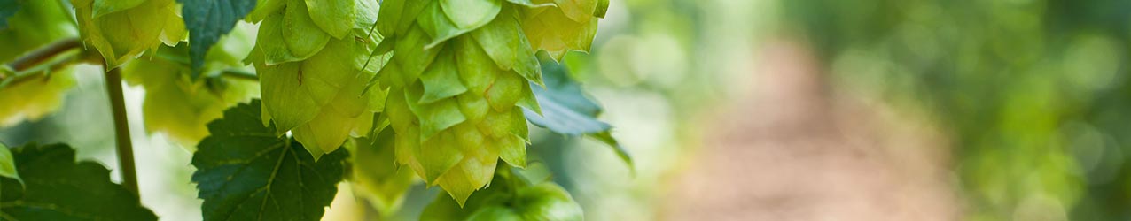 Bierbr�nde f�r den etwas anderen Biergenuss