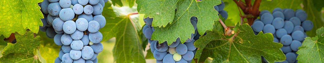 Br�nde, Schnaps und Lik�re mit Cabernet