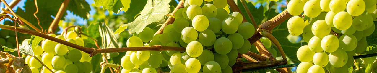 Br�nde, Schnaps und Lik�re mit Chardonnay