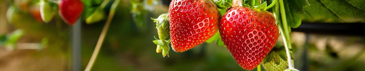 Br�nde, Schnaps und Lik�re mit Erdbeere
