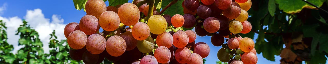 Br�nde, Schnaps und Lik�re mit Gew�rztraminer