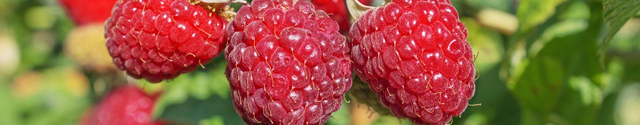 Br�nde mit Himbeere