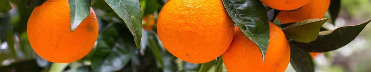 Br�nde, Lik�re und Schn�pse aus Orangen