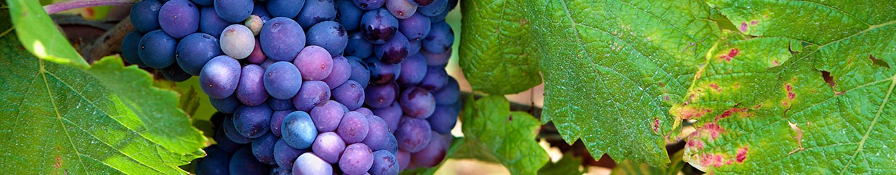 Die Pinot Rebe f�r feinsten Grappa