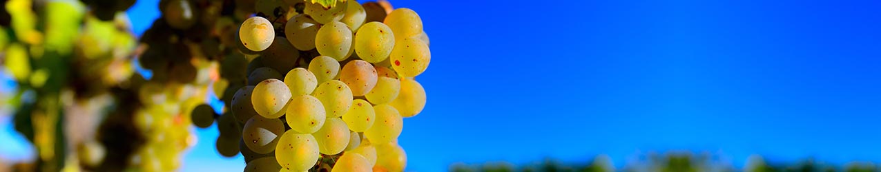 Prosecco - der Schaumwein aus Italen