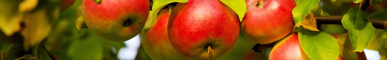 Sonderangebote bei Obstler.de