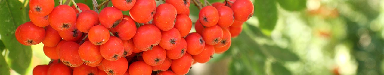 Artikel mit Vogelbeere / Eberesche